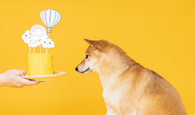 Christopherus Magazin Artikel Geburtstagskuchen für Hunde selber machen - ein Hund bekommt einen Kuchen zum Geburtstag